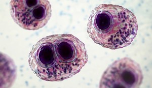 Citomegalovirus je veoma čest virus iz porodice herpes virusa