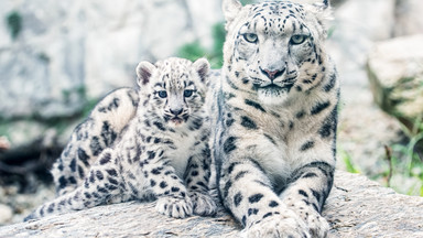 Sukces wrocławskiego zoo. Zdjęcia tych maluchów mogą skraść serca