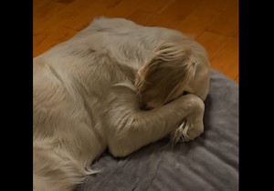 Maksi