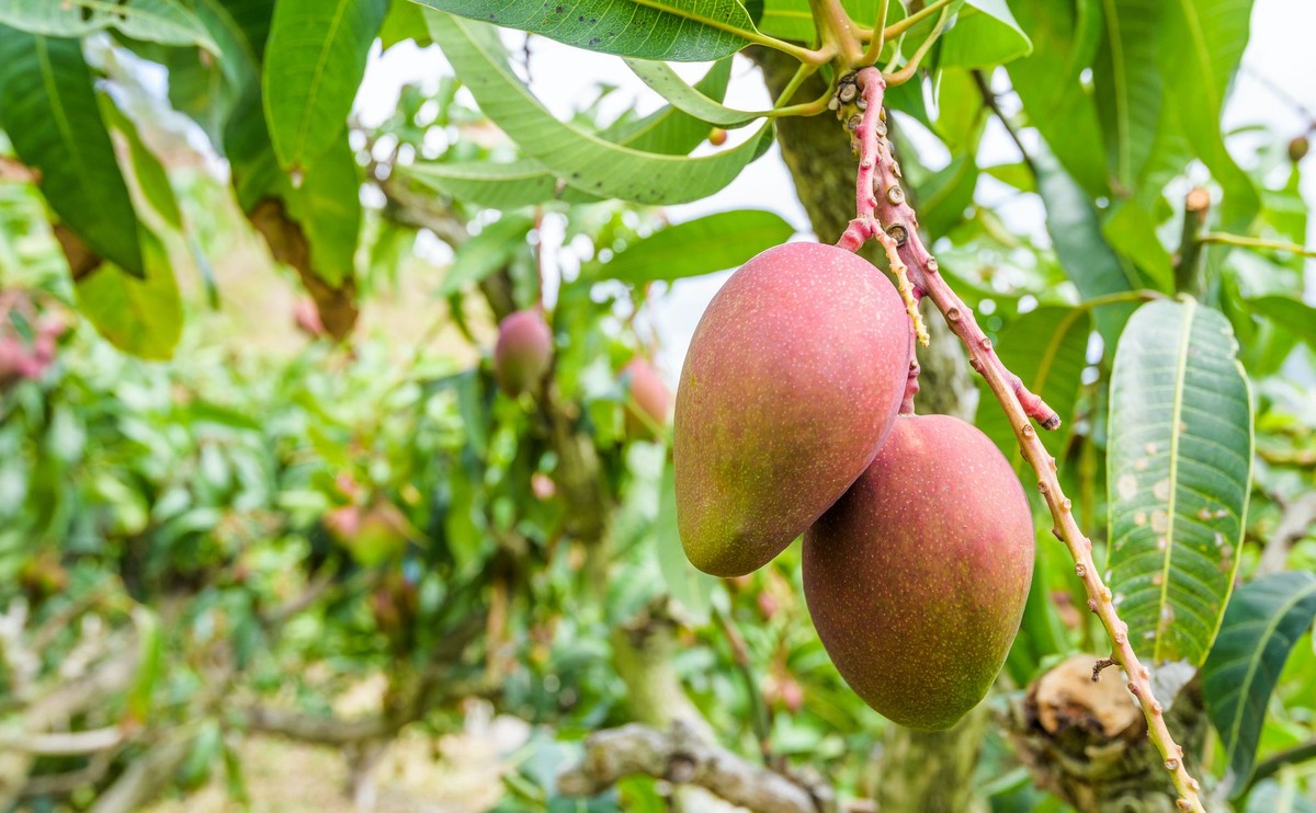 Mango