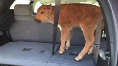 Zabrali małego bizona z Yellowstone. Zwierzę musiano odstrzelić