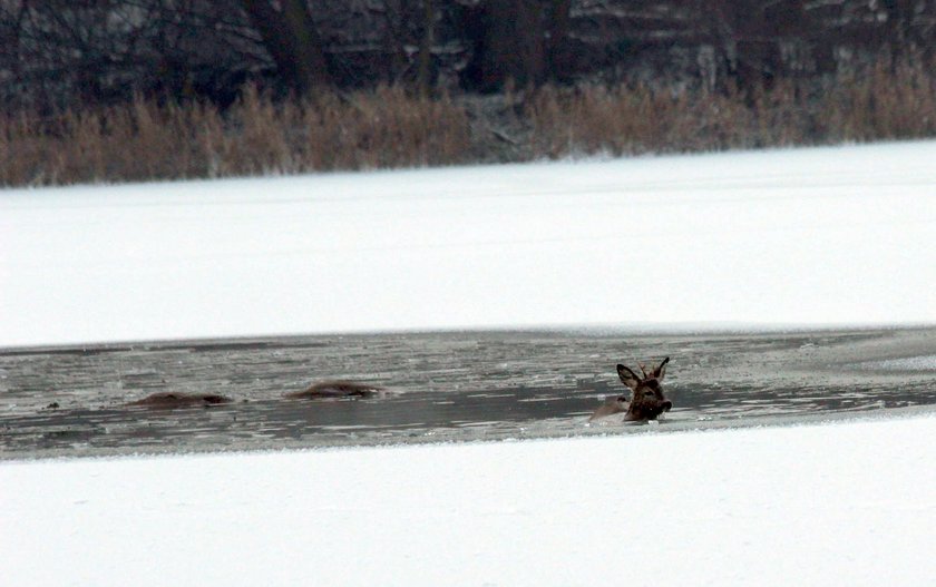 Ratowanie koziołka