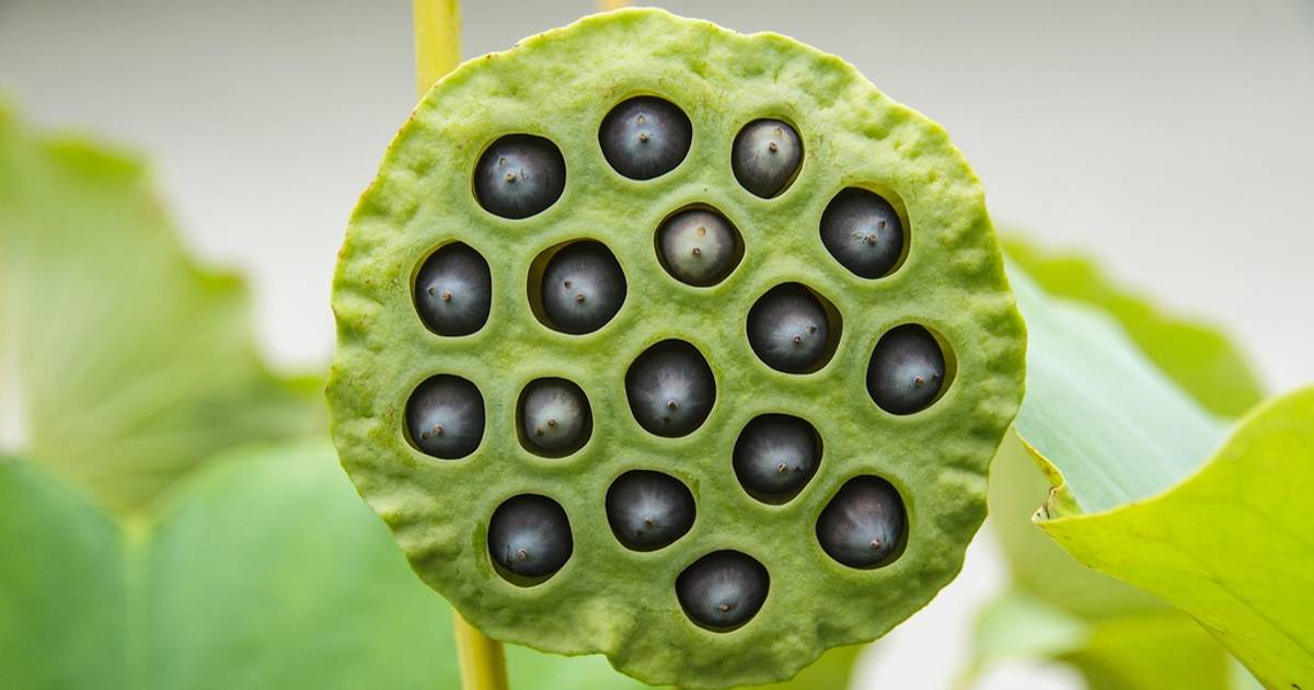 Patrząc na te obrazki możesz poczuć niepokój. Wielu ludzi cierpi z powodu dziwnej fobii