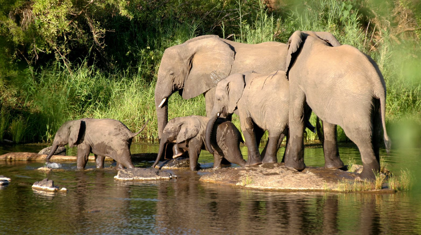 Safari w Republice Południowej Afryki z Albatros