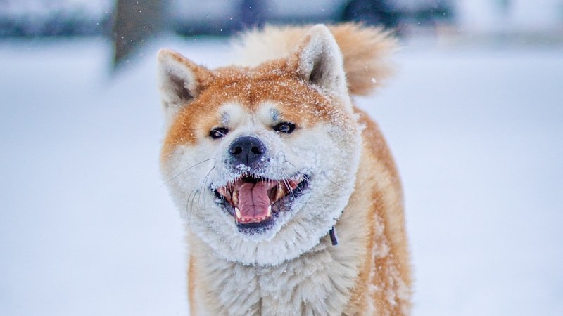 Akita.