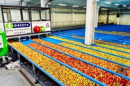 Grupa Producentów Owoców Galster: Nie zamierzamy spocząć na laurach