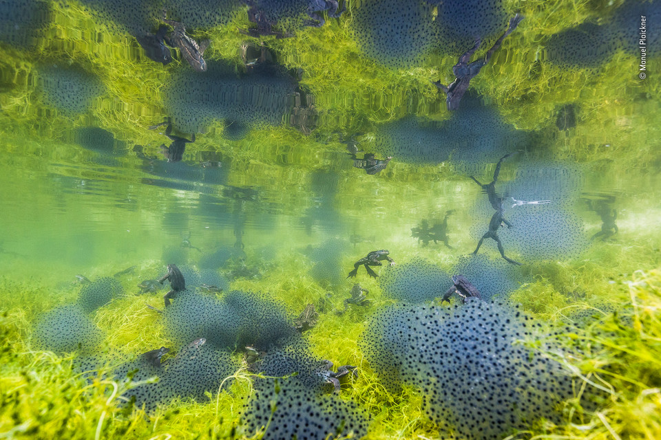 Zwycięskie zdjęcie Wildlife Photographer of the Year 2019 - kategoria "Płazy i gady", autor Manuel Plaickner