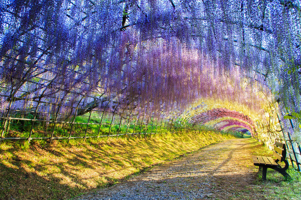 Tunel Kwiatów Glicynii Chińskiej, Japonia 