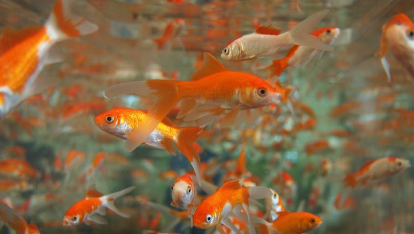 Aquarien mit und ohne Beleuchtung im Vergleich 