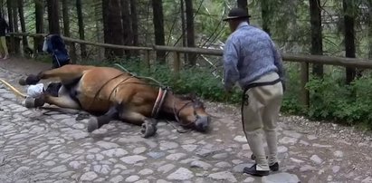 Straszne sceny w Tatrach. Koń padł z wycieńczenia, reakcja woźnicy szokuje. Jest nagranie