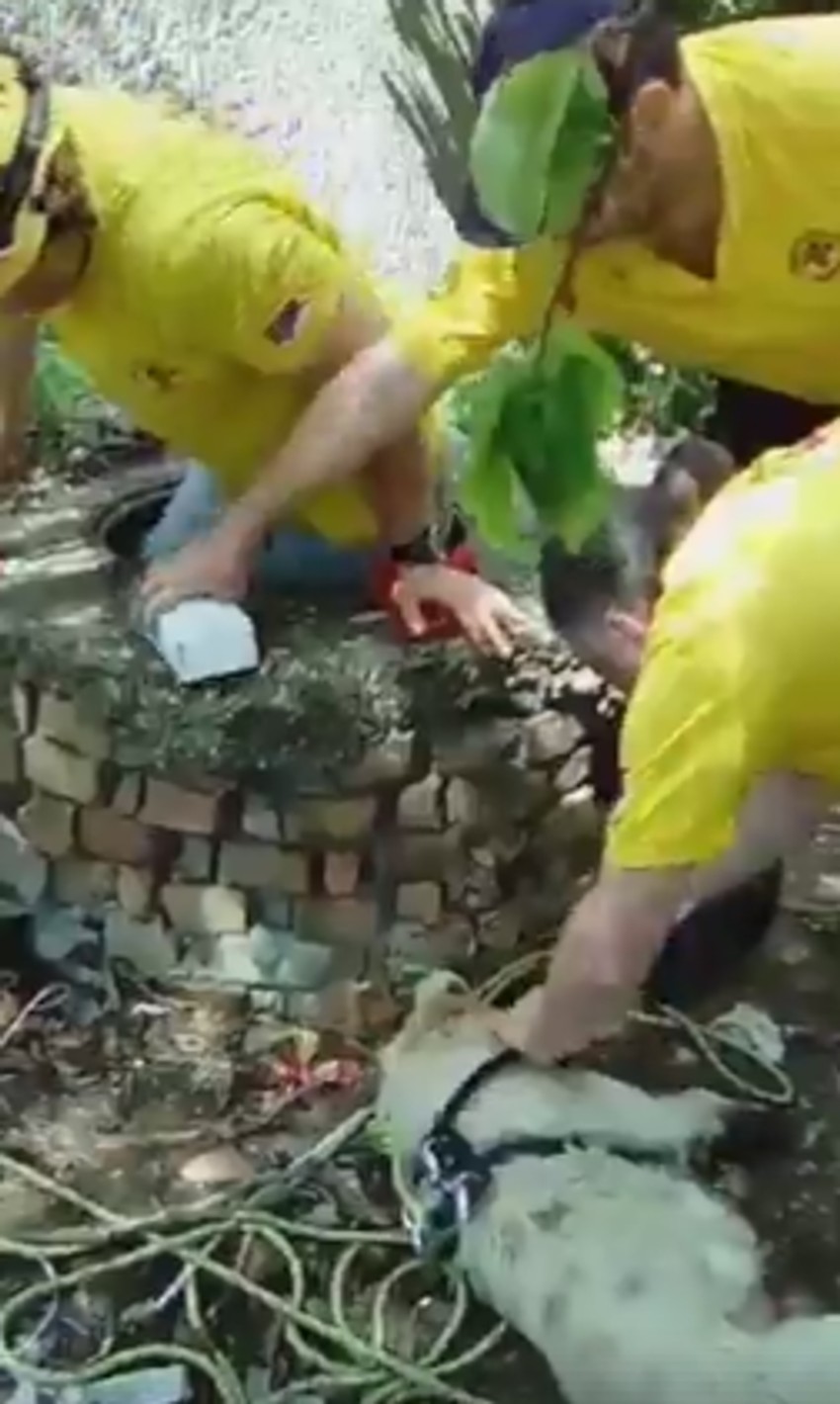 Članovi tima odmah pregledaju psa