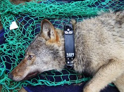 Niemiecki wilk wolał Polskę od ojczyzny