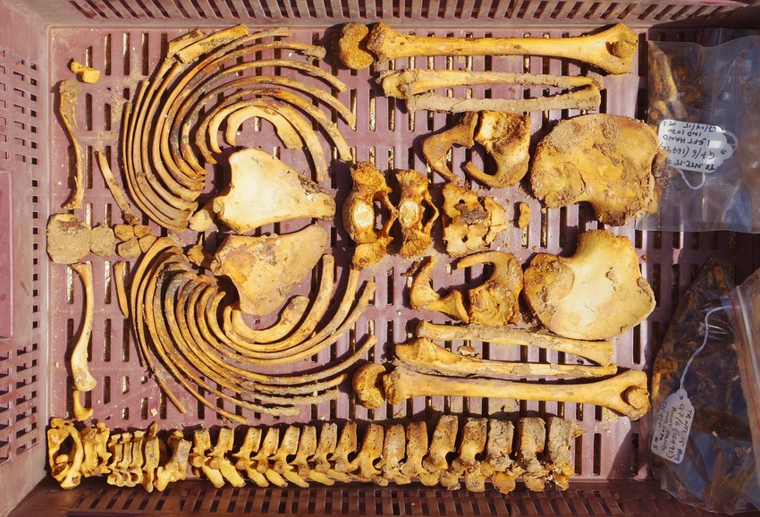 Nađeni kosturi otkrivaju mračne tajne građenja Amarne