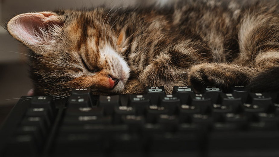 Koty to wyjątkowe "ciepłoluby"! Oczywista jest zatem ich obecność na klawiaturze komputera.