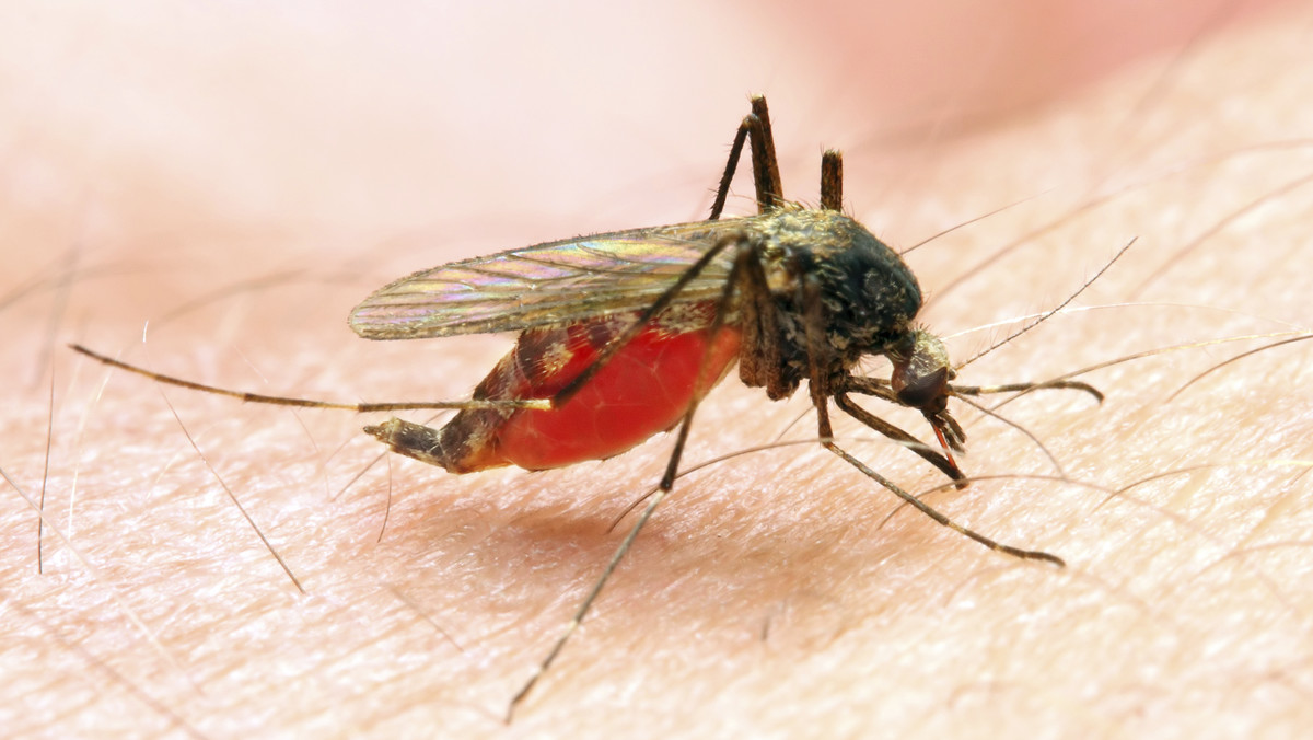 Skuteczna szczepionka na malarię, jedną z najbardziej zabójczych chorób na świecie, może być dostępna już za kilka miesięcy – twierdzą naukowcy, cytowani przez "The Independent". Obecnie z powodu malarii umiera prawie 600 tys. ludzi rocznie.