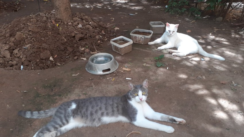 Stanovnici "oaze radosti" u Nišu