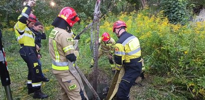 Niecodzienna akcja strażaków. W studzience znalazł się... koń [ZDJĘCIA]