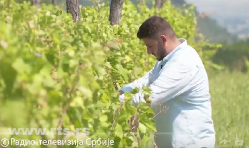 Marko se u Francuskoj specijalizovao za vinogradarstvo
