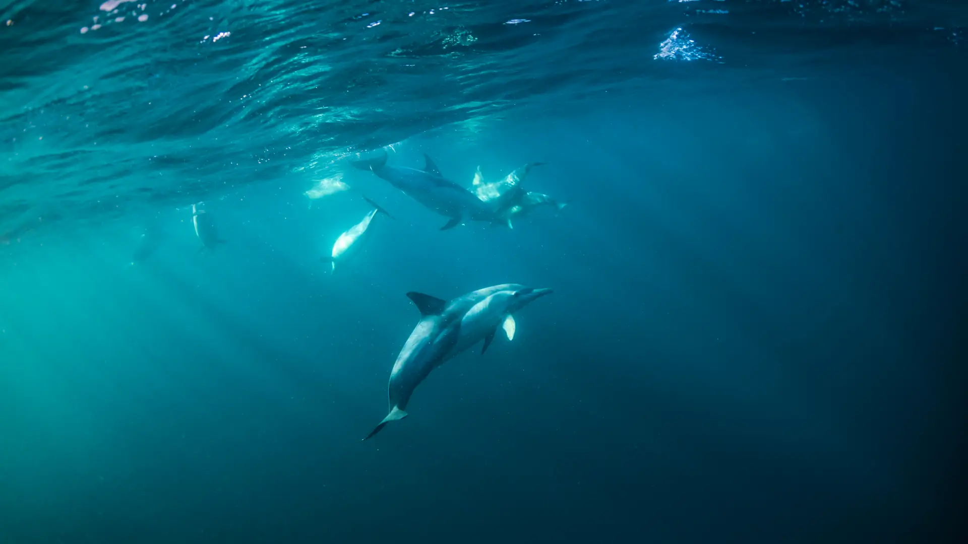 Morze masowo wyrzuca na brzeg ciała delfinów. Przyczyną może być wojna w Ukrainie