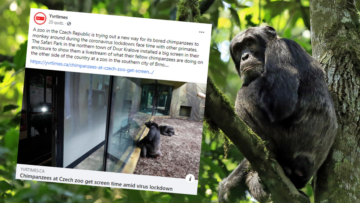 Czechy. Małpy oglądają filmy i tęsknią za turystami 