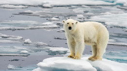 Új medvefaj jöhet létre a globális felmelegedés következményeként?