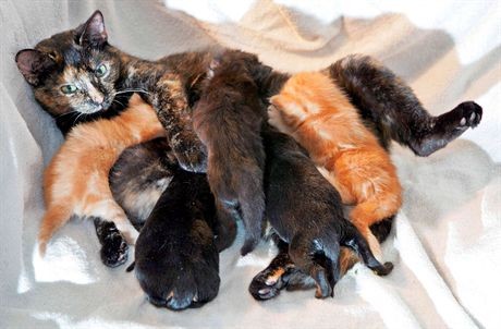 Mandatory Credit: Photo by Jerry Daws / Rex FeaturesMother cat Sky with her kittens and Rotweiiler puppys she looks after when their mother rejected them.Sky the Cat with Her Kittens and Rottweiler Puppys that she looks after after they were rejected by their mother, Norfolk, Britain - Jul 2007