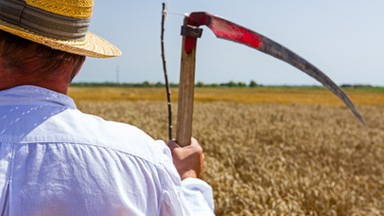 "Złota Kosa" w Piątkowicach. Konkurs tradycyjnych metod żniwowania