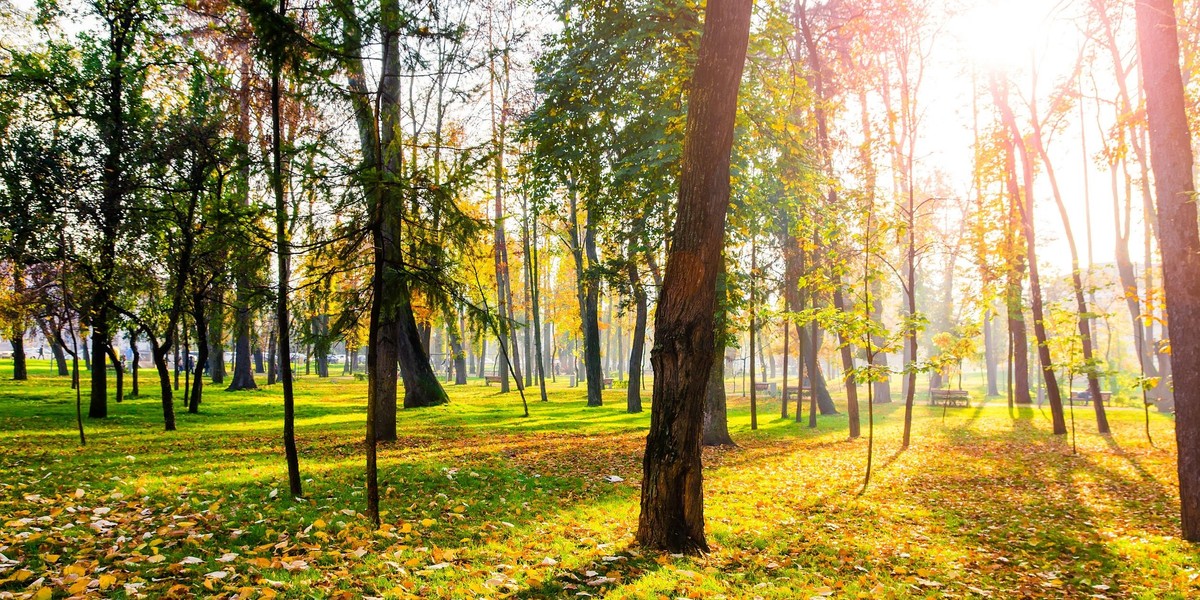 Teraz czas na polską złotą jesień