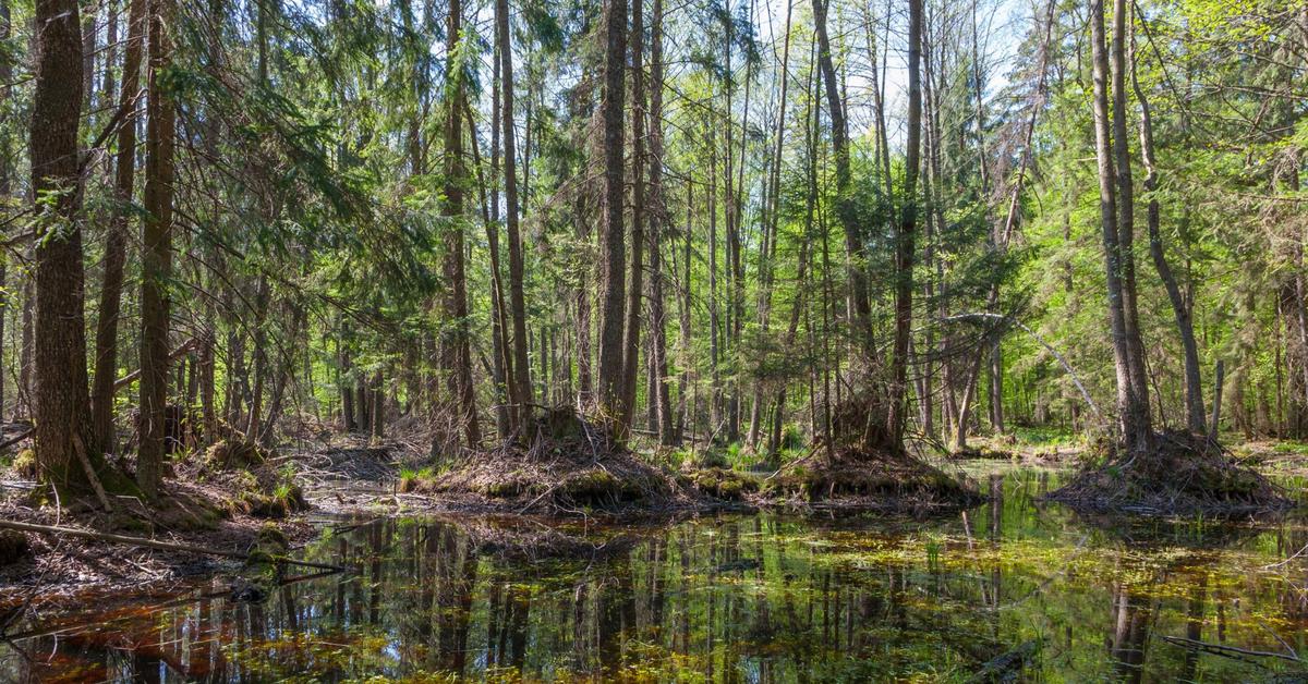  Wszystkie szlaki turystyczne w Puszczy Białowieskiej są dostępne