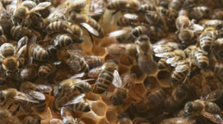 25 ezer méh követ egy kocsit mindenhová