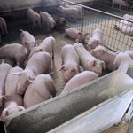 "Cena je pala na oko 150 dinara po kilogramu i to je čist minus za proizvođača."