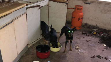 Rudniki: TOZ odebrał 16 psów, zwłoki dwóch zwierząt znajdowały się w szambie