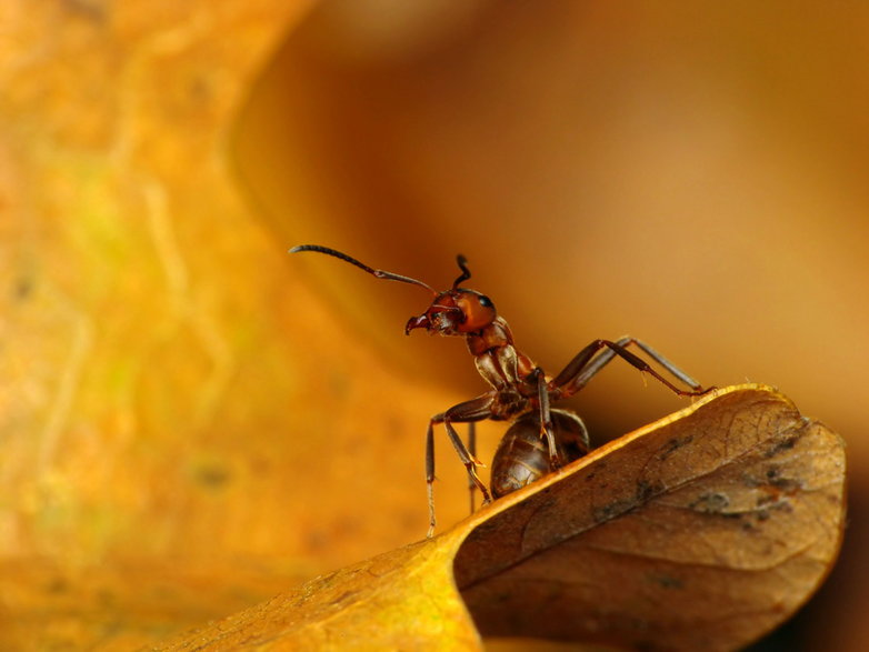Nie wszystkie mrówki zapadają zimą w zupełne odrętwienie. Budujące kopce mrówki z rodzaju Formica wykorzystują każdą okazję, żeby się ogrzać