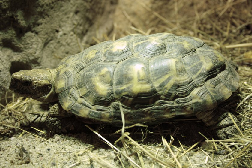 Tropikalne gady w Starym Zoo