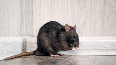 W hotelu, gdzie podróżni odbywają przymusową kwarantannę, są szczury?