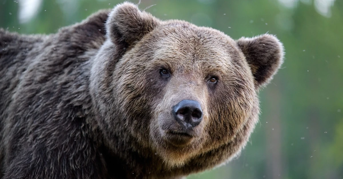 Jest pozwolenie na odstrzał 3 niedźwiedzi w Bieszczadach. To ostateczność?