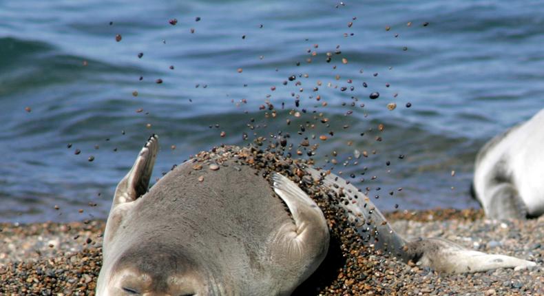 An elephant seal rests.