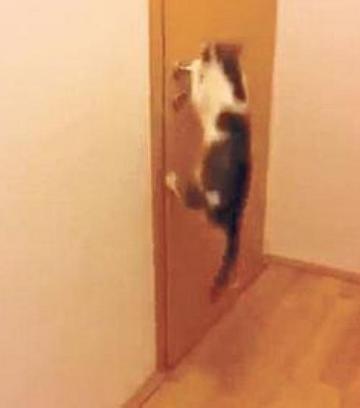 Öt ajtót is kinyit a csavargó macska - Blikk