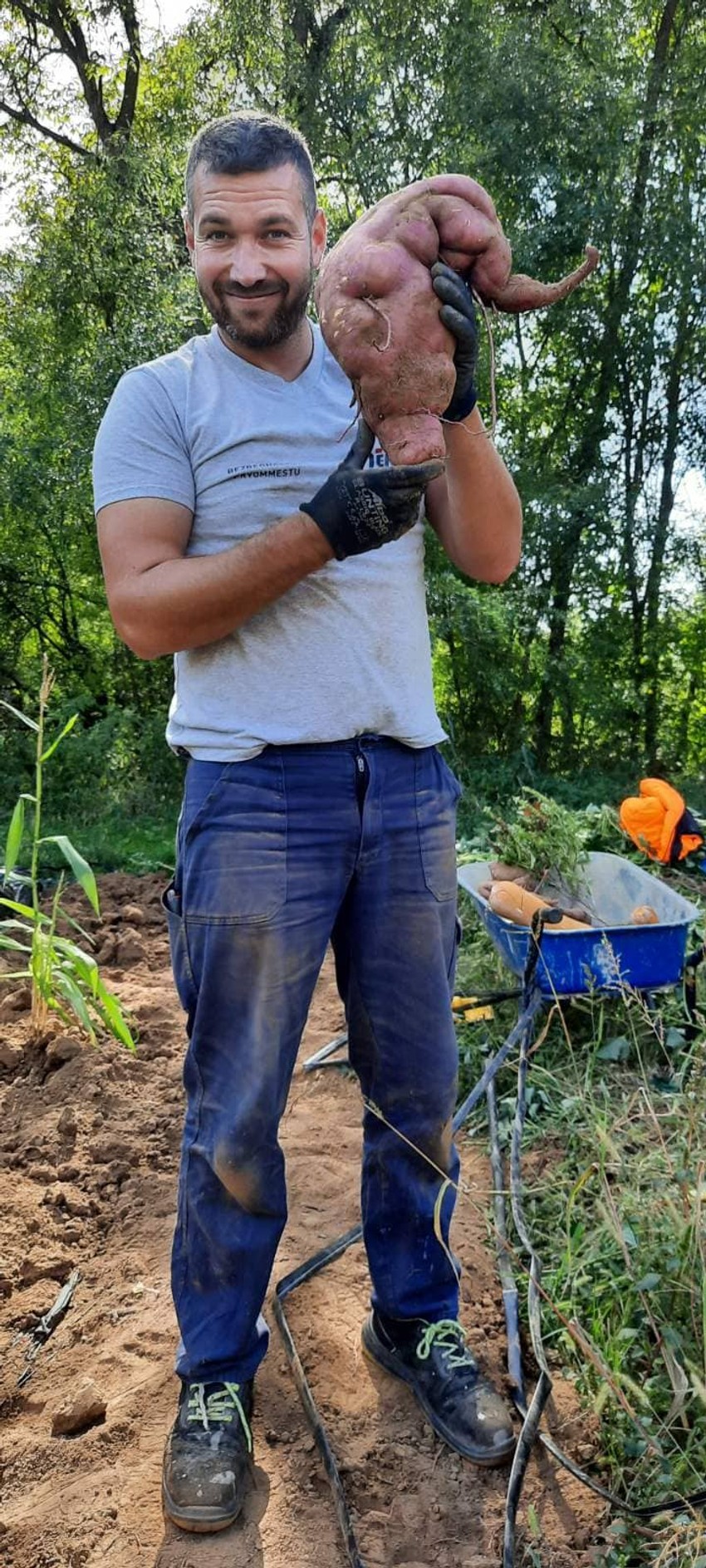 Slavoljub sa džinovskim krompirom