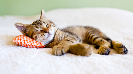 A világ legjobb módszere, ha állandóan felébredsz az éjszaka közepén: ettől azonnal visszaalszol majd