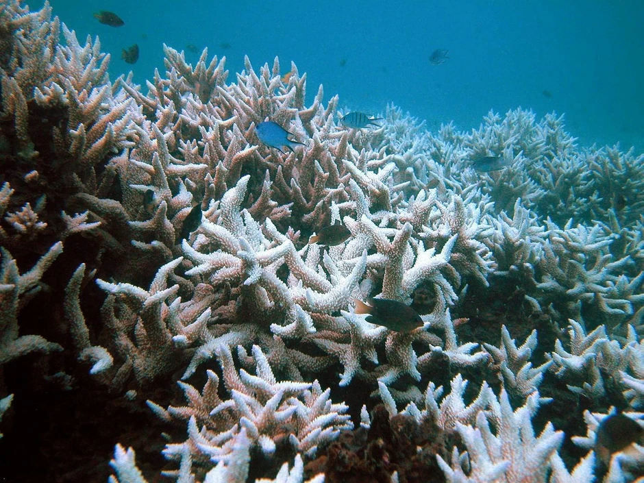 Od živopisnih boja ni traga