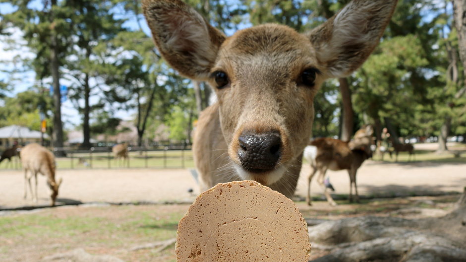 Nara, Japonia