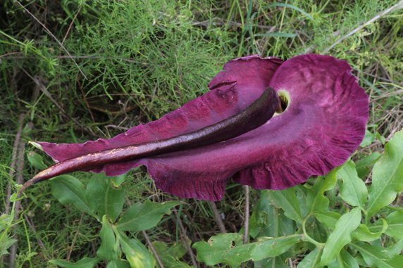 Smocza lilia (Dracunculus vulgaris Schott)