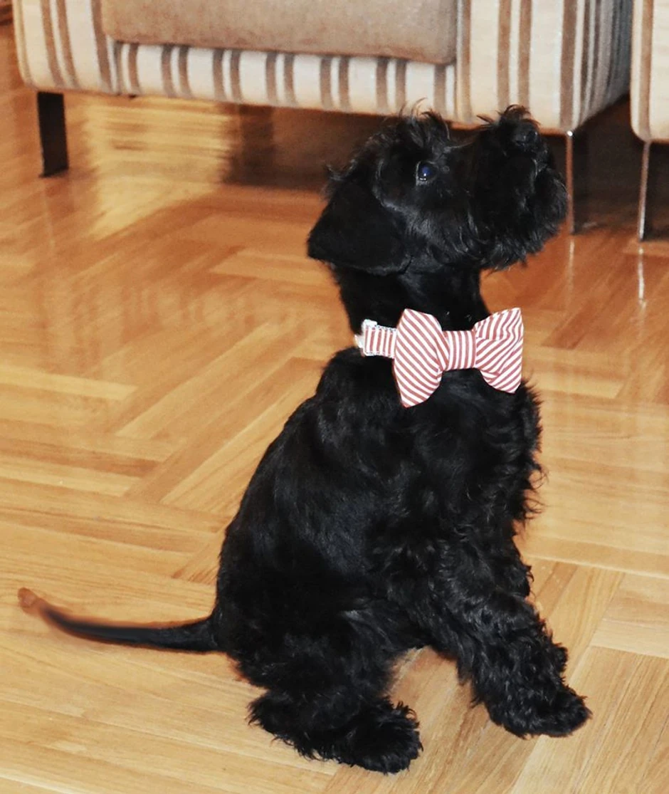 Nakon dva dana, Bleki je izgubio bitku protiv bezosećajnih ljudi