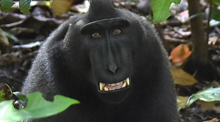 Naruto egy ehhez hasonló majom /Illusztráció:AFP