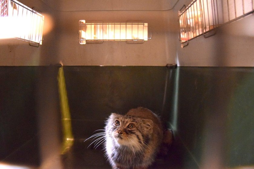 Manul ucienikier wrócił do poznańskiego zoo