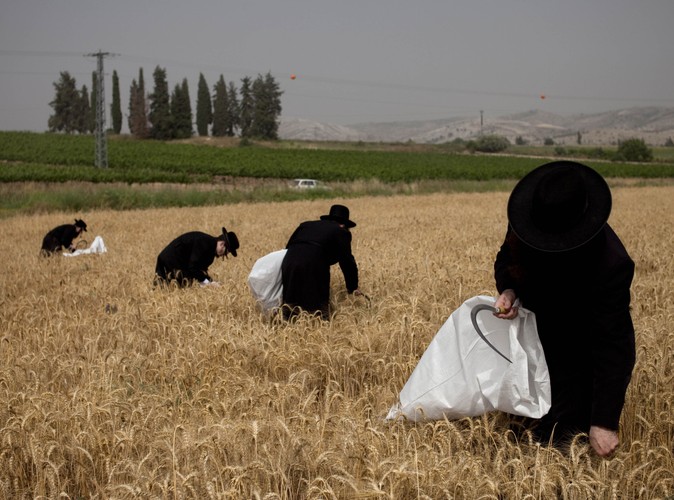 Żydowskie święto Szawuot