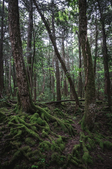 Aokigahara. Fot. Artem Shuba