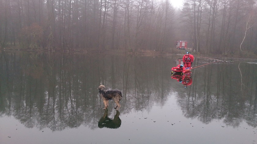 Gdzieś ty burku wlazł?