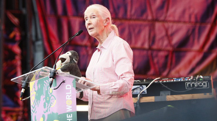 Ismét hazánkba látogat Jane Goodall, a leghíresebb környezetvédő / Fotó: Fuszek Gábor